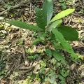 Cacao