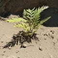 Grevillea
