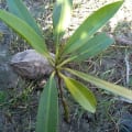 Mangrovia Rossa