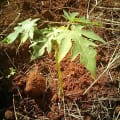 Papaya