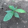 Cacao