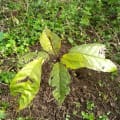 Cacao