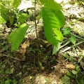 Cacao