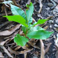 Albero Amore Materno