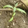 Mangrove Noire