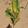 Asiatic Mangrove