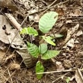 Cacao