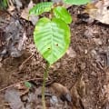 Arbre dynamite