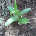 Guava