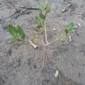 Black Mangrove