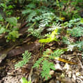 Leucaena