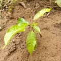 African Mahogany