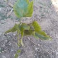 White Mulberry