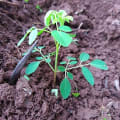 Moringa