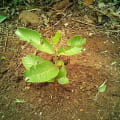 Guayaba