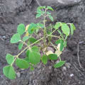 Moringa
