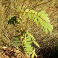 Tephrosia
