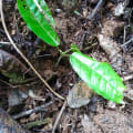 Cacao