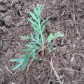 Grevillea