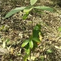 Cacao