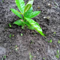 Little Star