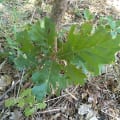 Roble Pubescente