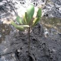 Weiße Mangrove