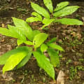 Cacaotier
