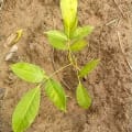 African Mahogany