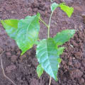 Markhamia