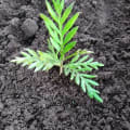 Grevillea