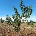 Aprikose