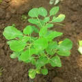 Moringa