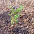 Cork Oak