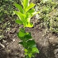 Lime Concetta