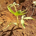 Tephrosia