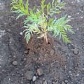 Grevillea
