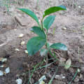 Limón