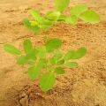 Moringa