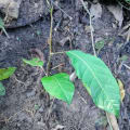 Caoba