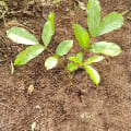 African Mahogany