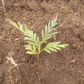 Grevillea