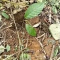 Cacao