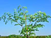 Małgosia Moringa