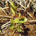 Weiße Mangrove