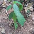 Cacao