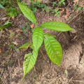 Cacao