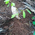Tephrosia