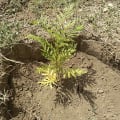 Grevillea