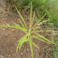 Alby'z tree